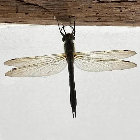 Βίλα Filistrina